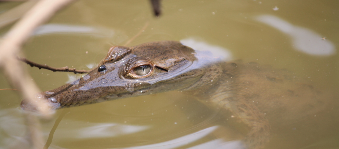 Babykrokodil im Corcovado Nationalpark