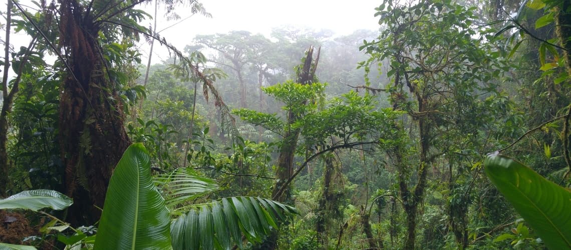 Nebelwald von Monteverde