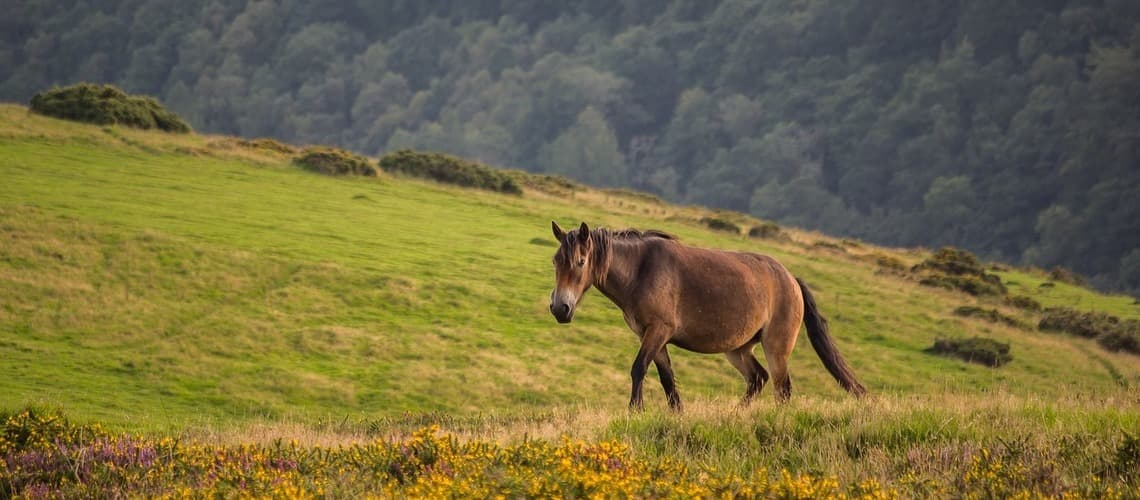 Exmoor Pony