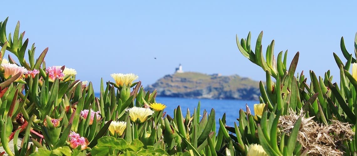 Blütenpracht in Cap Corse