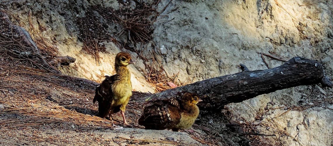 Pfaujungen im Pfauenwald