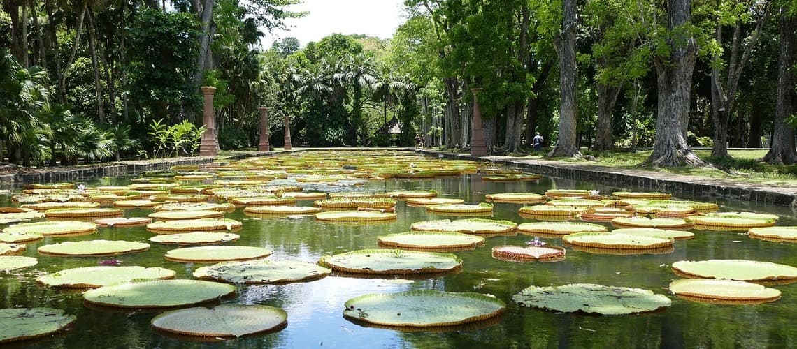 Botanischer Garten Pamplemousses 